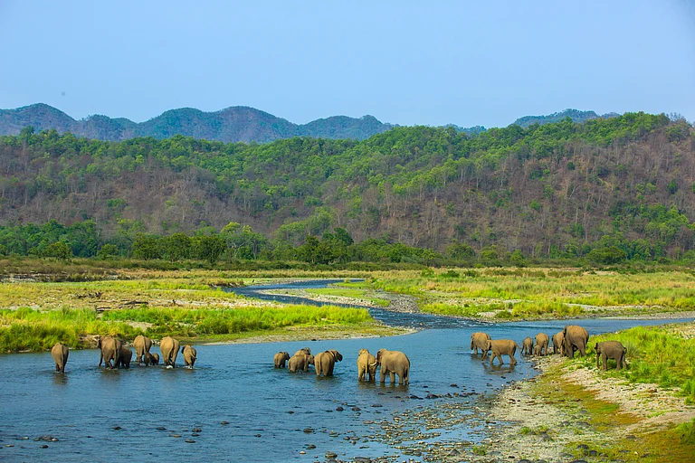Forest landscape in Jim Corbett