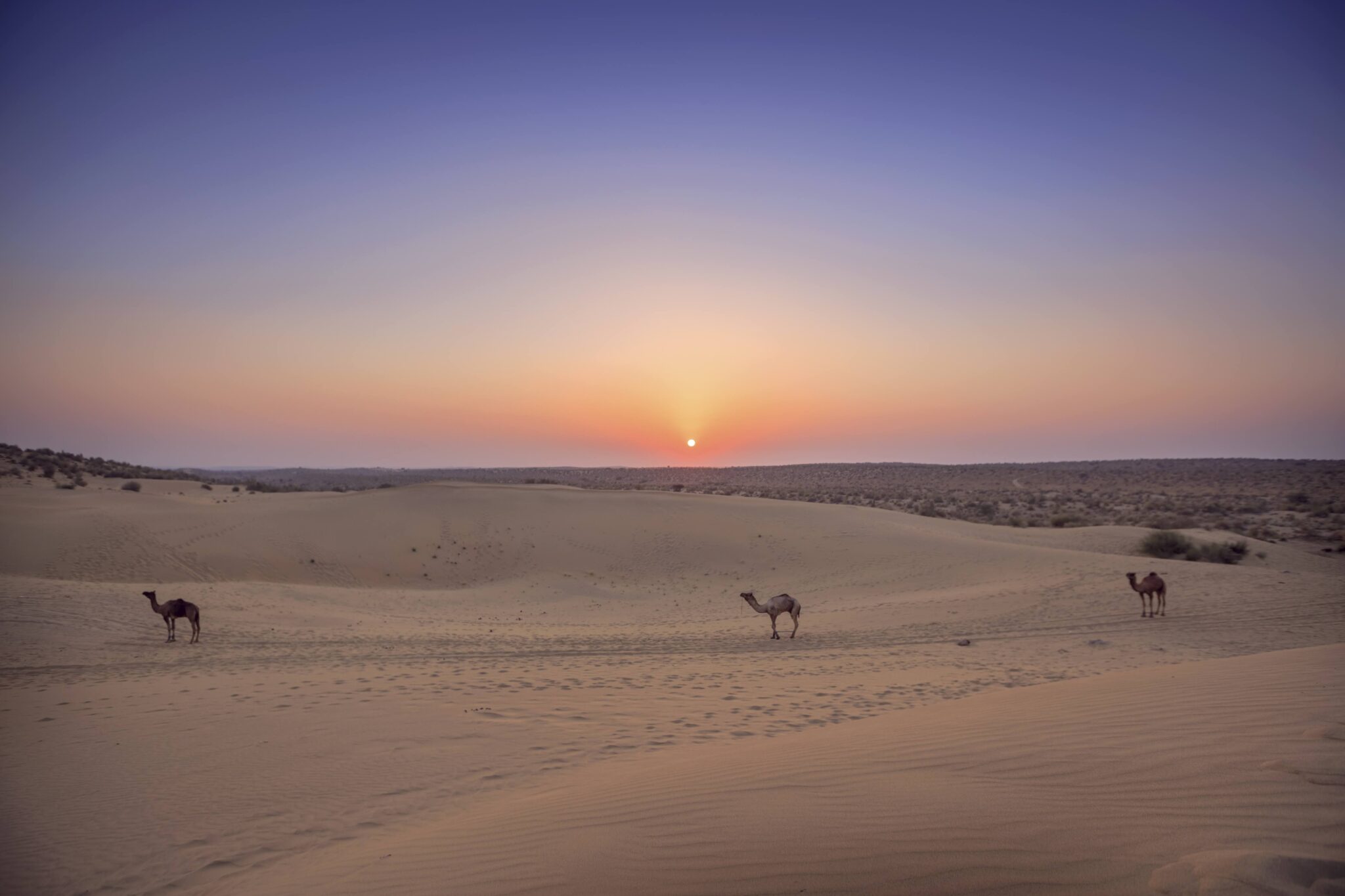 Camel caravan crossing the Jaisalmer desert